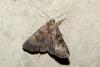 Xestia stigmatica